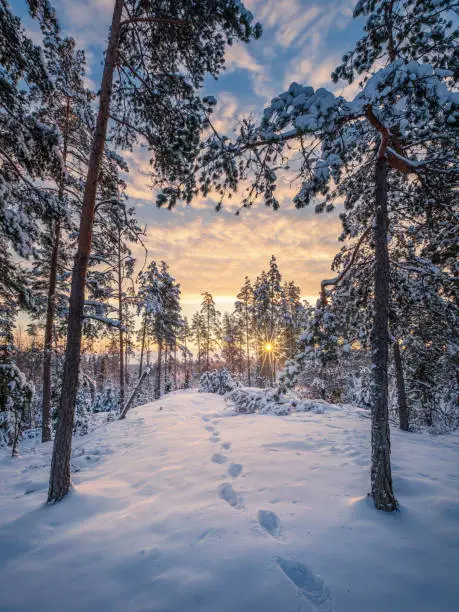 Photo of Scenic winter landscape with forest, sunrise and footprints at morning time in Finland