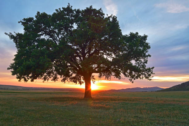 istock Beautiful and old Oak at the sunset 1096555752