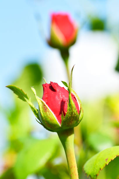 istock Rosebud in the garden 1096555782