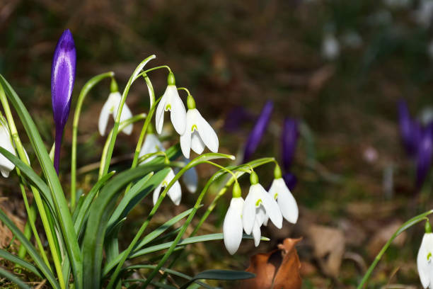 snowdrop flowers blooming in winter - close to moving up single flower flower imagens e fotografias de stock