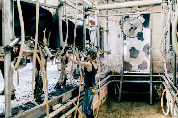 istock In action, young woman working on a Utah dairy farm. 1096556162