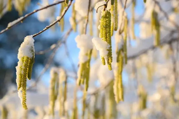 hazel catkins (Corylus avellana) with snow on a sunny winter day, blue sky in the background, copy space, selected focus, narrow depth of field