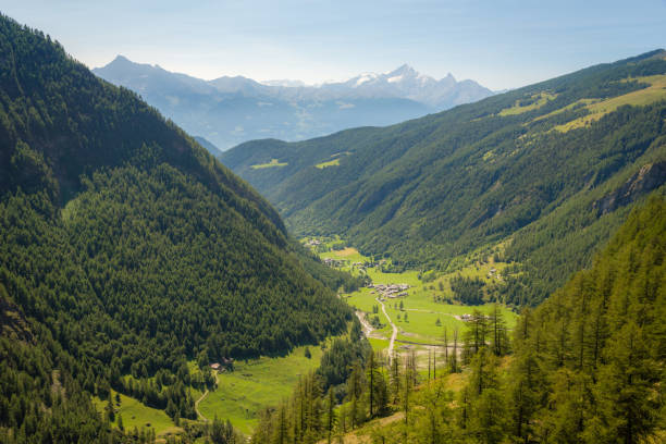 paesaggio estivo delle alpi italiane - farm florida cattle travel locations foto e immagini stock