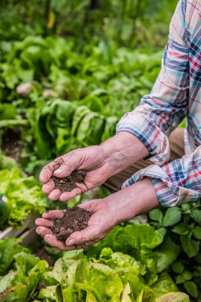 istock Gardening, soil in hands close up 1096558780