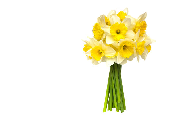 bouquet Yellow narcissus flowers Isolated on white background and space for your text.