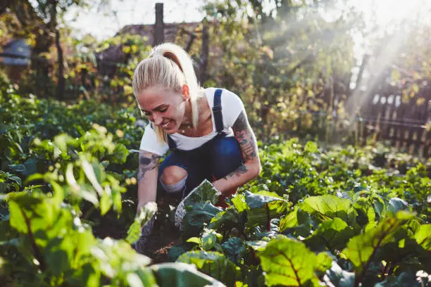 Tattooed Woman Farming in the Garden on the Organic Farm.