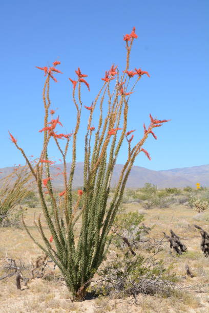 istock Desert flowers and area, California 1096561224