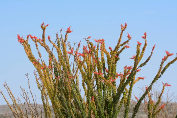 istock Desert flowers and area, California 1096561320