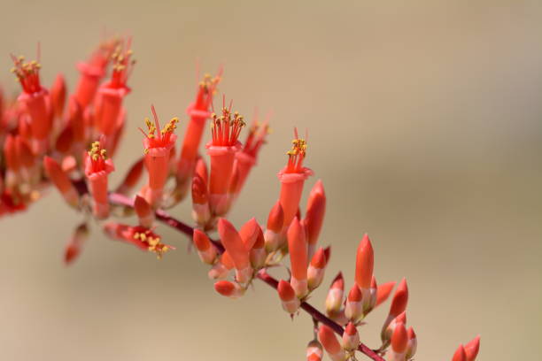istock Desert flowers and area, California 1096561430