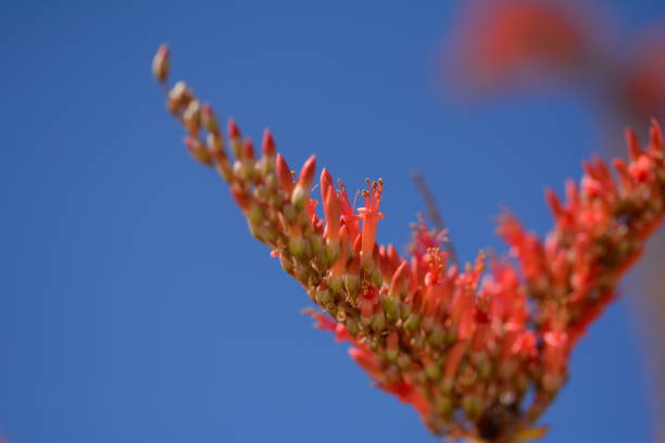 istock Desert flowers and area, California 1096561478