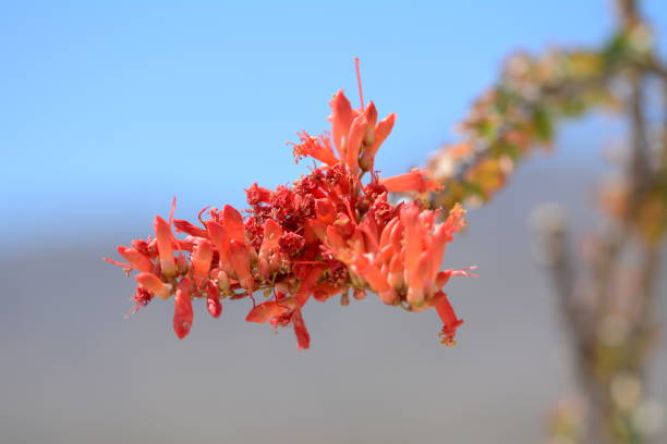 istock Desert flowers and area, California 1096562618