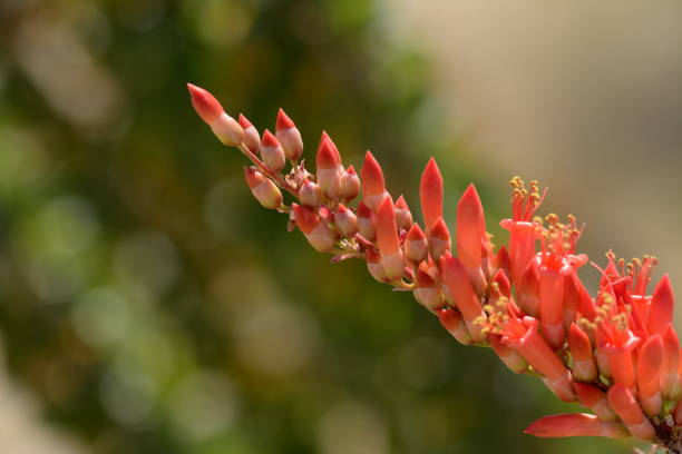 istock Desert flowers and area, California 1096563668