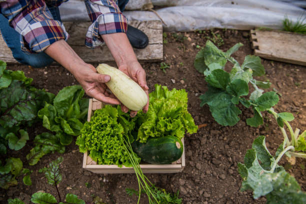 Female harvesting vegetables organic at farm, Different vegetables organic in basket for healthy