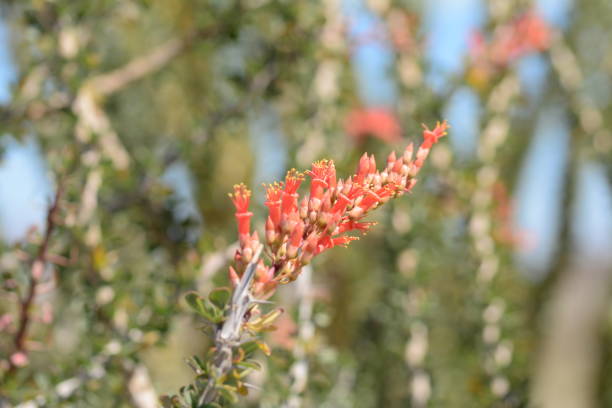 istock Desert flowers and area, California 1096563754
