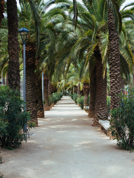istock Empty palm alley in the park 1096563802