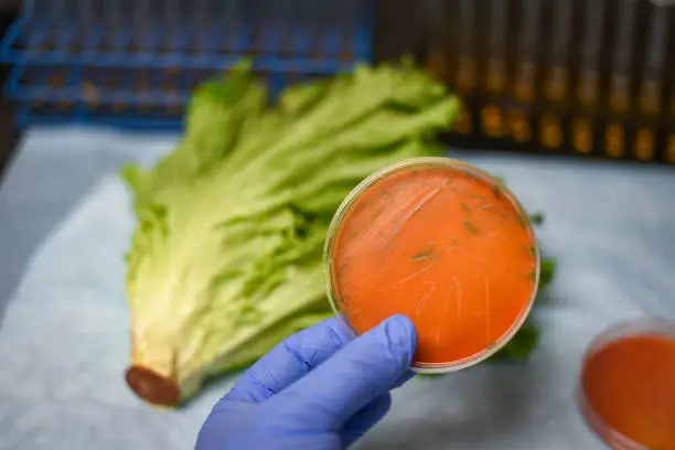 Photo of Listeria bacterial culture plate isolated from romaine lettuce vegetable