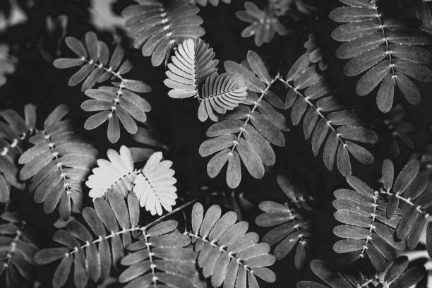 Black and white close-up of the leaves of the sensitive, shy, touch-me-not plant, mimosa pudica, in black and white stock photo