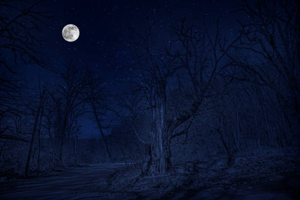 istock forest in silhouette with starry night sky and full moon ,Halloween background. Spooky forest with full moon 1096569002