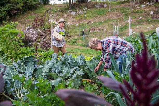 istock Seniors Gardening Vegetables 1096569354