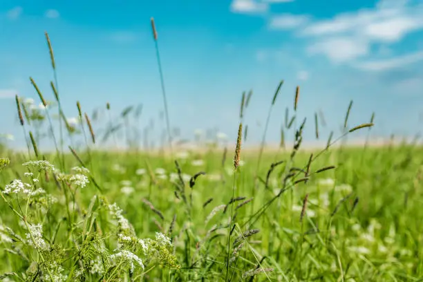 Photo of Grass, flowers, and plants blowing in the breeze on a warm sunny spring day