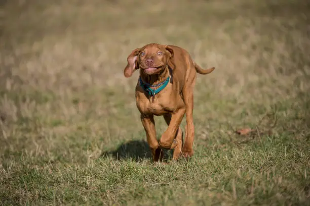 A hungarian vizsla running on grass in a park