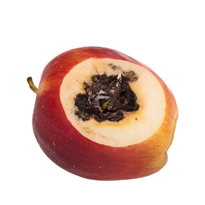 Vivipary in an apple. Seeds, pips are already growing in the core when the fruit is cut open.