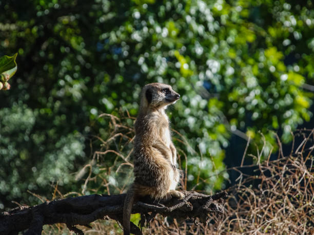 istock Meerkat looks into the distance. 1096574314