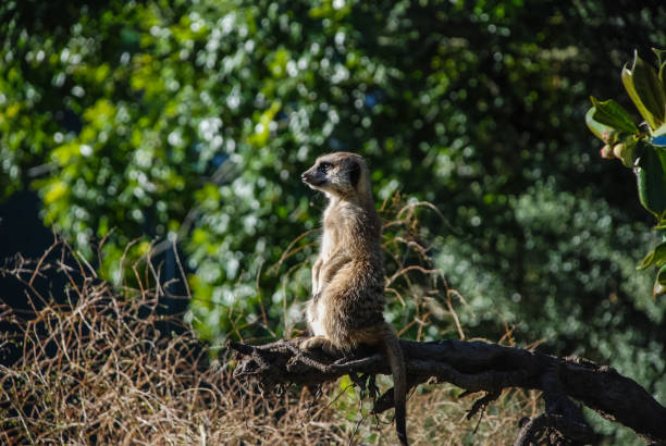 istock Meerkat looks into the distance. 1096574316