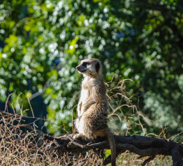 istock Meerkat looks into the distance. 1096574318