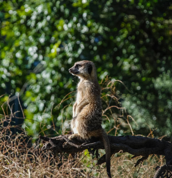Meerkat looks into the distance.