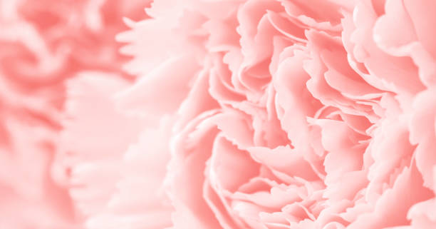 макро гвоздика цветок мягкий фон коралловый стиль цвета - венчик лепесток фотографии стоковые фото и изображения