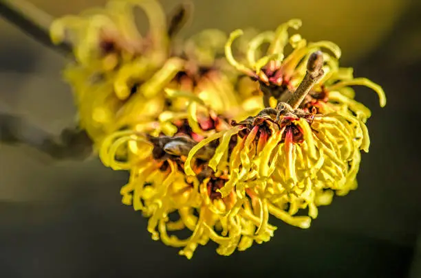 Close-up of the yellow flowers of a witch hazel in January