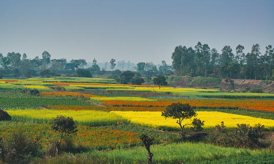 Khirai, valley of flowers in rural bengal