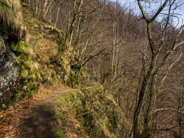 istock Hiking Trail in Valgrande National Park 1096581498