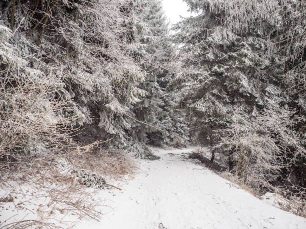 istock Hiking Path to Monte San Primo in winter 1096581970