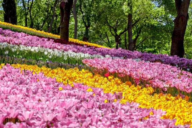 istock Emirgan tulip garden 1096582092