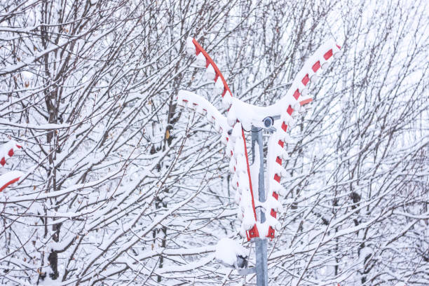 Surveillance camera, videcam in winter public park. Security camera on snow-covered trees in the city park. Tree alignment in winter parkland.