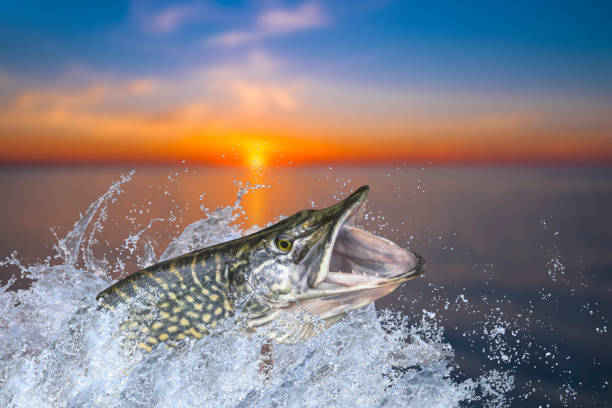 釣り。水の中で水しぶきとジャンプ大きなサンマ魚 - pike position ストックフォトと画像