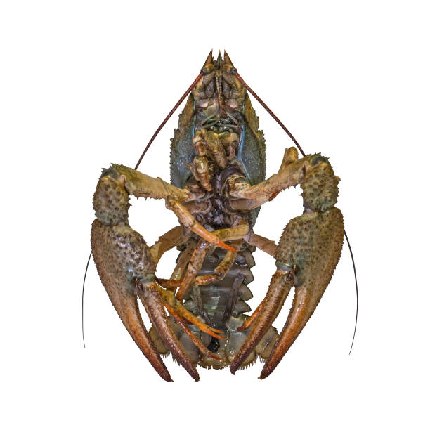 istock Crayfish. Live crawfish isolated on white background 1096582874