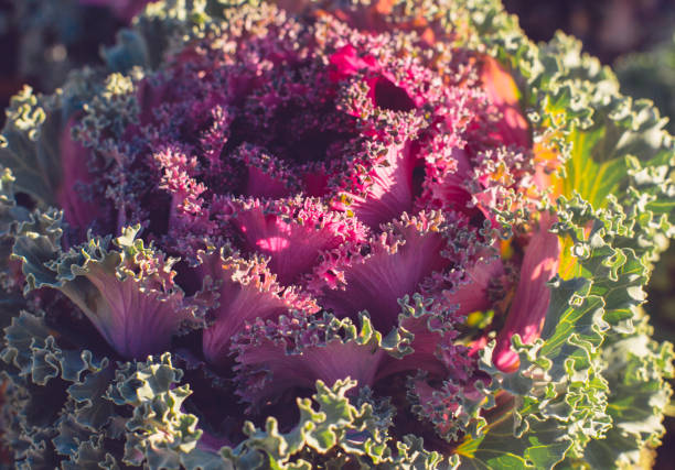 istock Decorative cabbage, ornamental cabbage, cauliflower, Brassica oleracea 1096584276