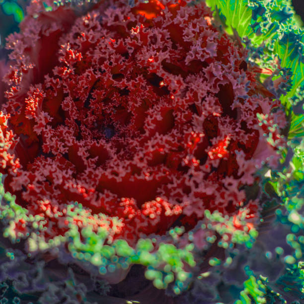 istock Decorative cabbage, ornamental cabbage, cauliflower, Brassica oleracea 1096584520