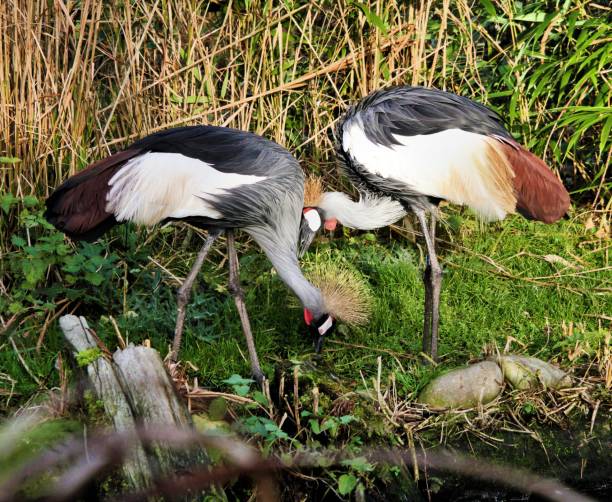 istock A picture of a Crowned Crane 1096584836