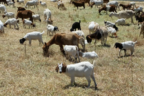 istock Goats in a Field 1096585396