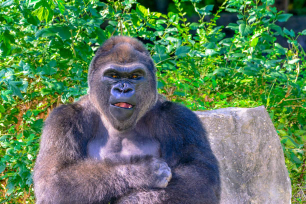 Orangutan