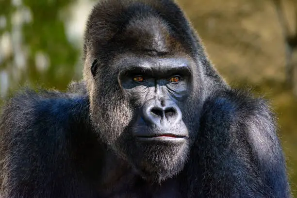 Male Silverback Western Lowland gorilla, (Gorilla gorilla gorilla) close-up portrait with vivid details of face, eyes.