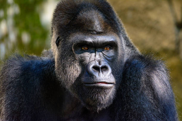 gorila macho silverback western várzea, retrato de close-up (gorilla gorilla gorilla) com detalhes vívidos do rosto, os olhos. - gorila - fotografias e filmes do acervo