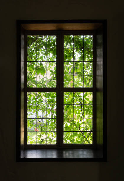 istock The window of an old farmhouse inside with grape leaves 1096588534