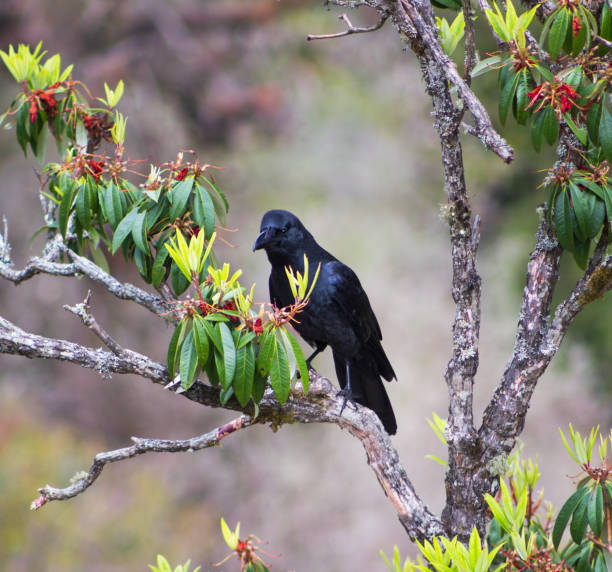 istock Crow and Rhododendron in the Langtang Valley. Nepal 1096590672