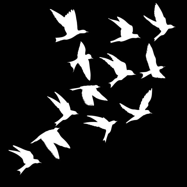 silhouette des vogelflugs auf schwarzem hintergrund. inspirierende körper flash-tattoofarbe. vektor. - animal body part flash stock-grafiken, -clipart, -cartoons und -symbole