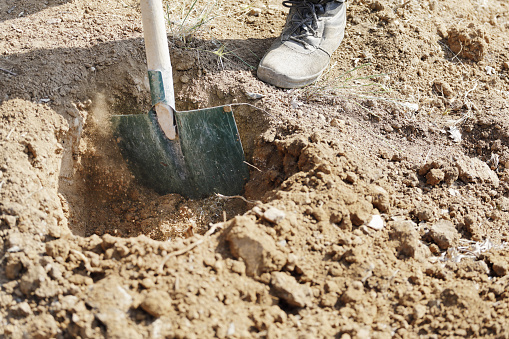 Gardener digging in a garden with a shovel